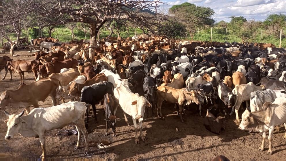 WAHUKUMIWA BAADA YA KUKUTWA NA HATIA  YA KUINGIZA MIFUGO NDANI YA PORI LA AKIBA.